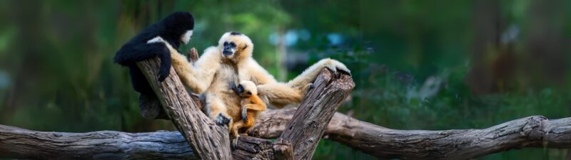 GIBBON WALLPAPER 5120PX1440P 329