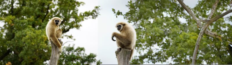 GIBBON WALLPAPER 5120PX1440P 329 1