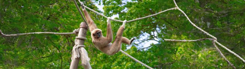 GIBBON WALLPAPER 5120PX1440P 329 2